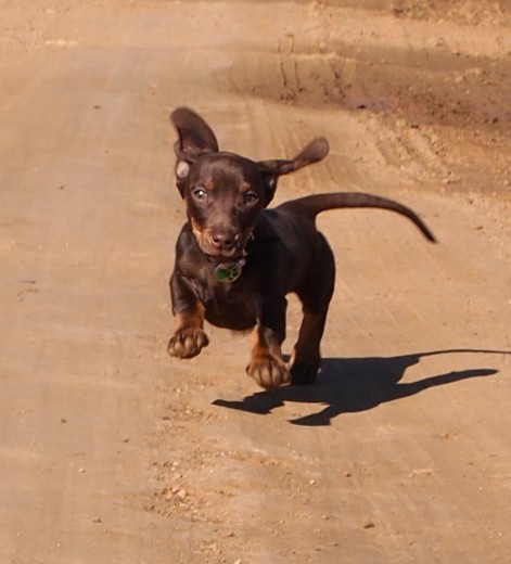 Esta es mi cachorrita "Jara" 